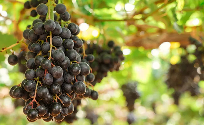 Le Liban, pays de vignobles